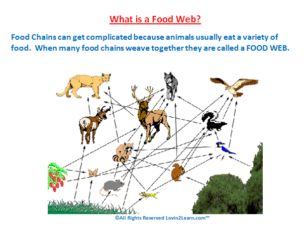 Short essay on food web in eco-system